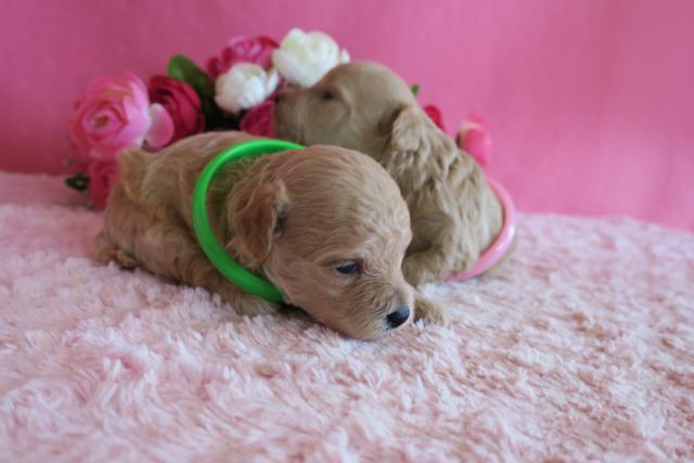ミミープードル 鹿児島県 子犬や子猫たちのペット販売情報が満載 ペットステーション ミミープードル 鹿児島県 子犬や子猫たちのペット販売情報が満載 ペットステーション