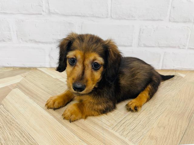 ペットアミ 野田店 千葉県 子犬や子猫たちのペット販売情報が満載 ペットステーション