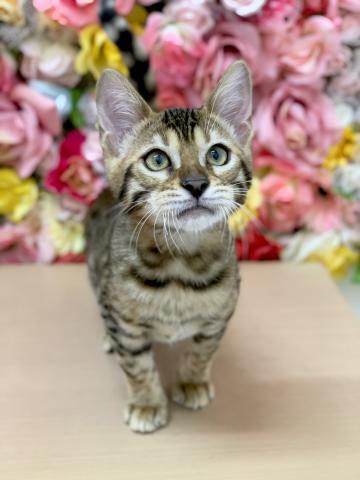 ベンガル