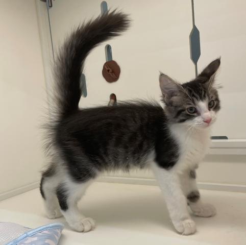 ペットアミ 野田店 千葉県 子犬や子猫たちのペット販売情報が満載 ペットステーション