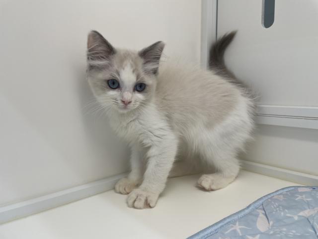 ペットアミ 野田店 千葉県 子犬や子猫たちのペット販売情報が満載 ペットステーション