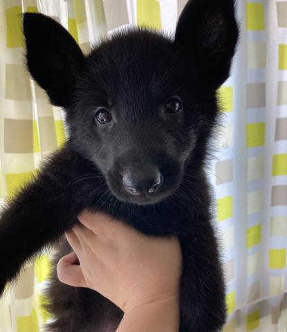 Breeder Petsalon Mau 千葉県 子犬や子猫たちのペット販売情報が満載 ペットステーション