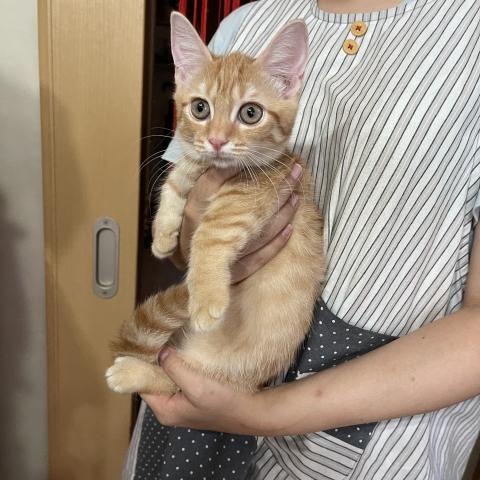 キンカロー立ち耳 超短足