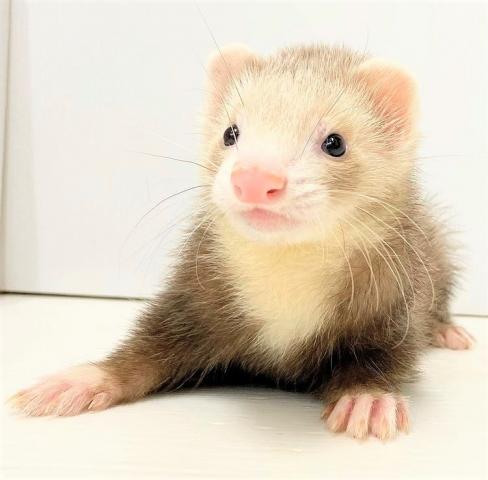 マーシャルフェレット