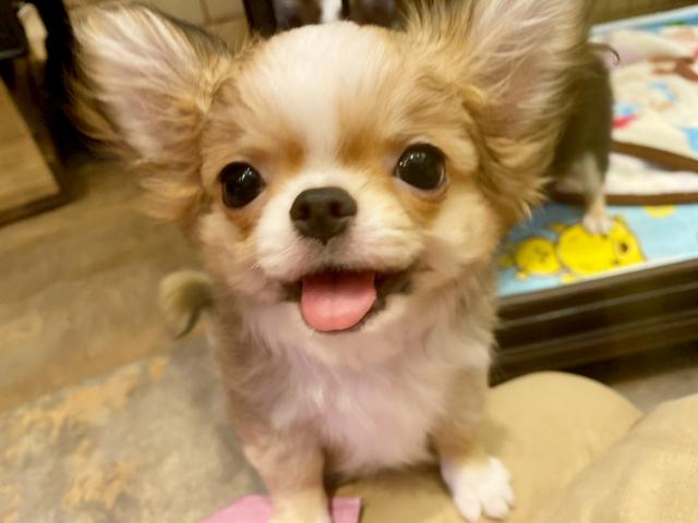 チワワ(ロングコート)