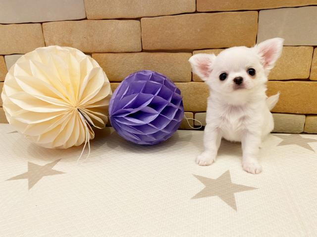 チワワ(ロングコート)