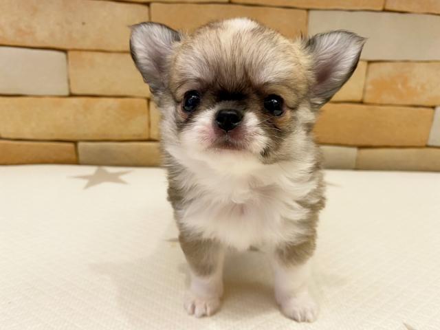 チワワ（ロングコート）