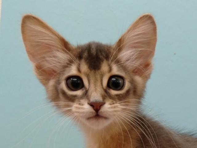 ソマリ