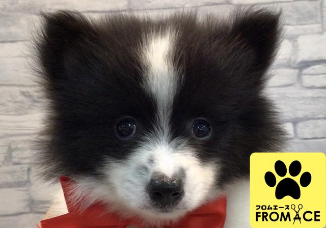 フロムエース手稲前田店 北海道 子犬や子猫たちのペット販売情報が満載 ペットステーション フロムエース手稲前田店 北海道 子犬や子猫たちのペット販売情報が満載 ペットステーション