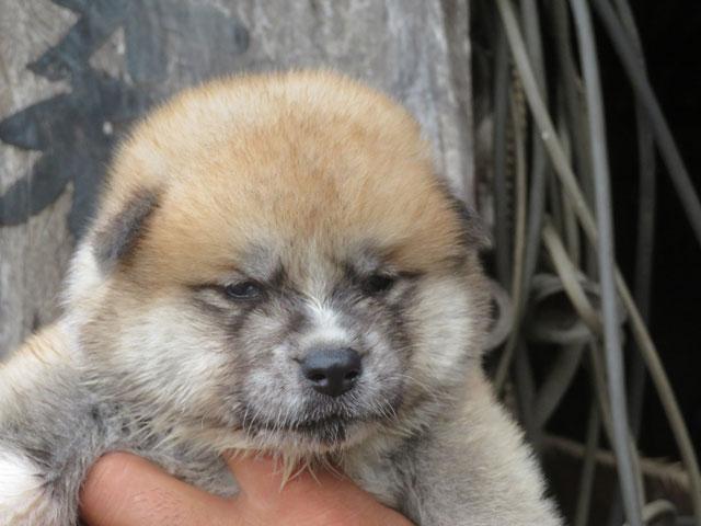 秋田犬