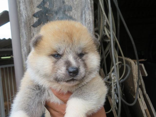 秋田犬