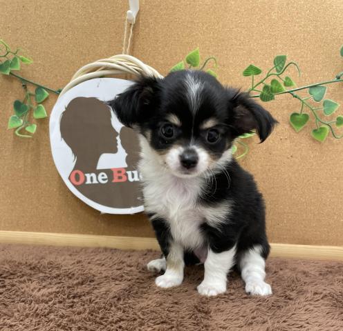 One Buddy新船橋店 千葉県 子犬や子猫たちのペット販売情報が満載 ペットステーション