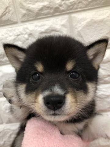 柴犬豆柴