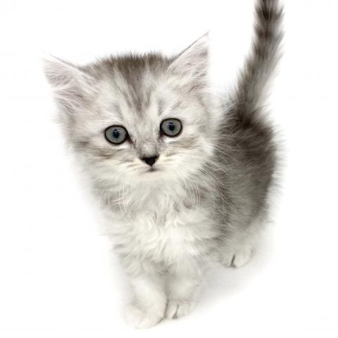 ノルウェージャンフォレストキャット