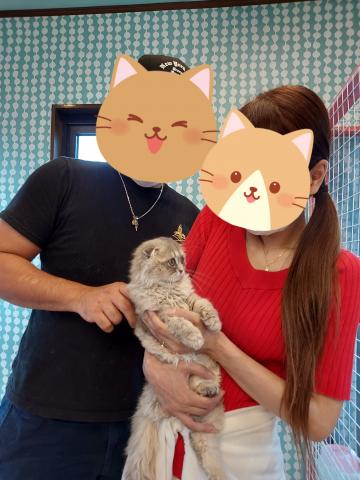 スコティッシュフォールド