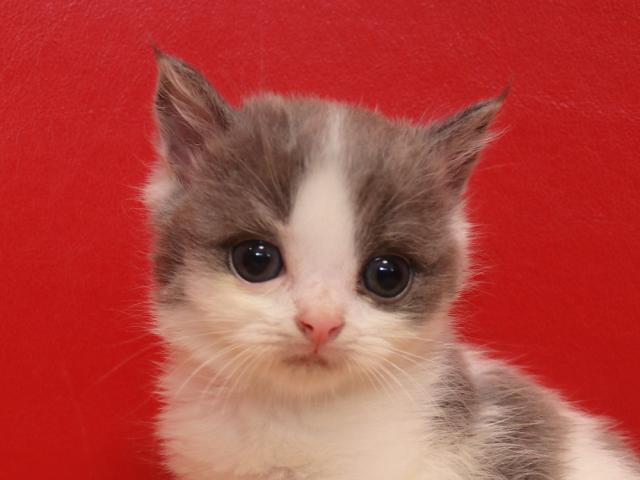 スコティッシュフォールド