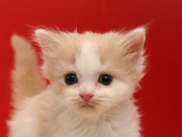 スコティッシュフォールド