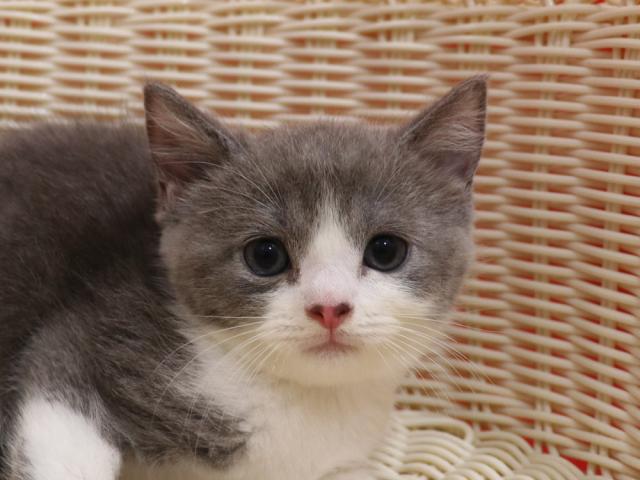 スコティッシュフォールド