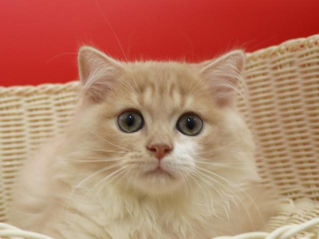 スコティッシュフォールド