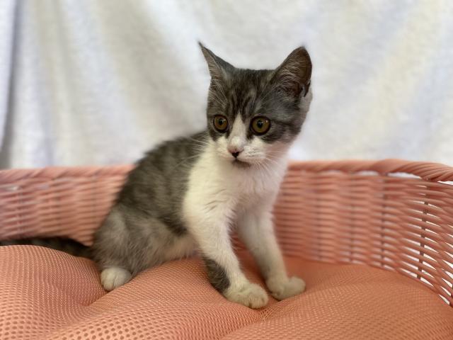 スコティッシュフォールド