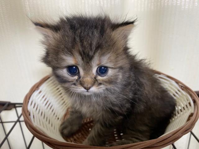 ミヌエット（旧ナポレオン）