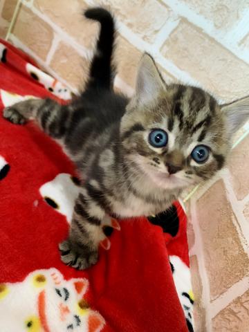 マンチカン長足くん