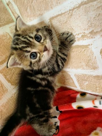 マンチカン長足ちゃん