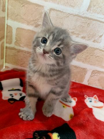 マンチカン足長ちゃん