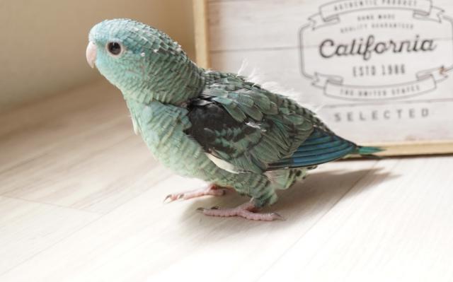 サザナミインコ　ブルー