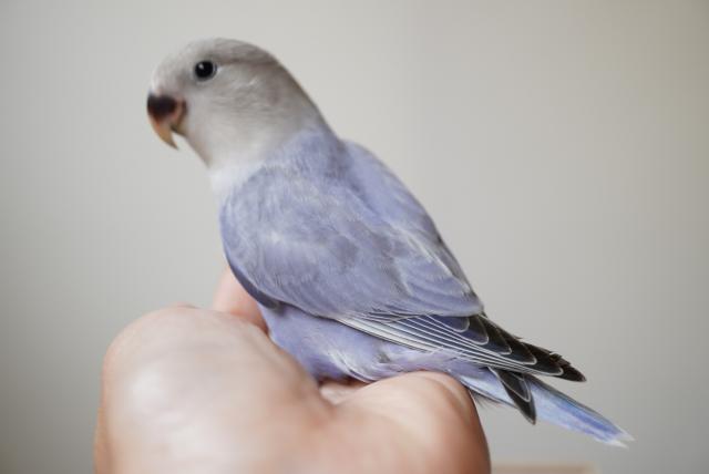 コザクラインコ バイオレットオパーリン 子犬や子猫たちのペット販売情報が満載 ペットステーション