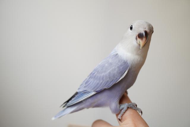 コザクラインコ バイオレットオパーリン 子犬や子猫たちのペット販売情報が満載 ペットステーション