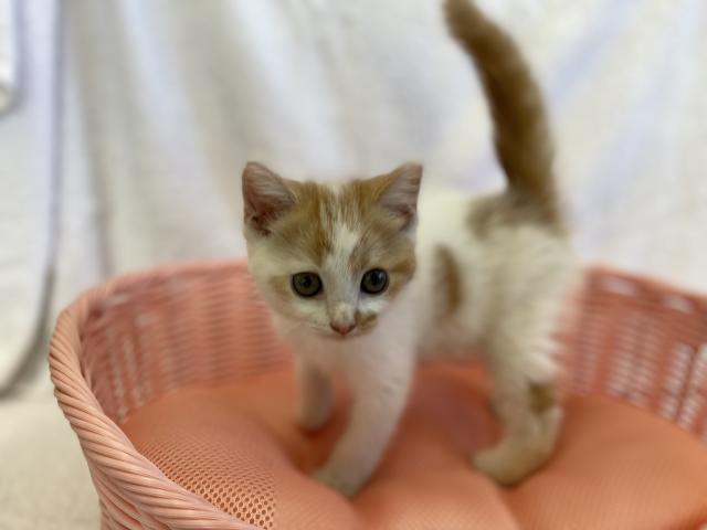 スコティッシュフォールド