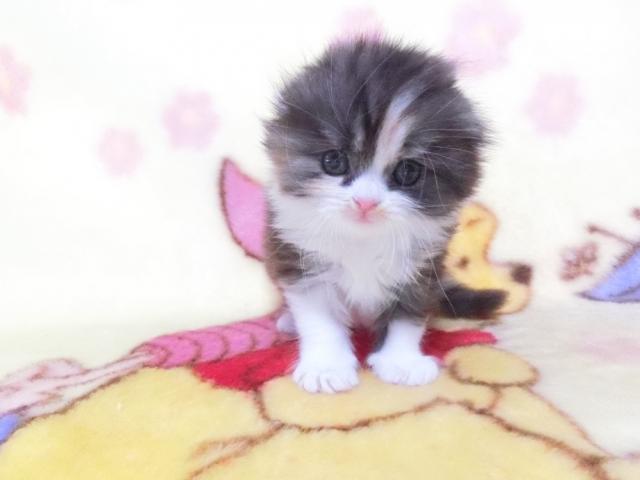 Goronya S 鹿児島県 子犬や子猫たちのペット販売情報が満載 ペットステーション Goronya S 鹿児島県 子犬や子猫たちのペット販売情報が満載 ペットステーション