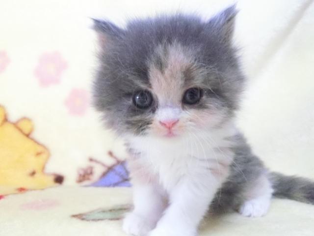 Goronya S 鹿児島県 子犬や子猫たちのペット販売情報が満載 ペットステーション Goronya S 鹿児島県 子犬や子猫たちのペット販売情報が満載 ペットステーション