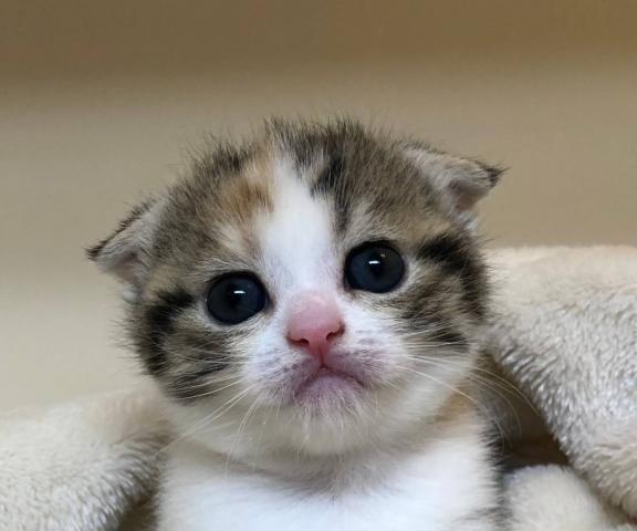 スコティッシュフォールド
