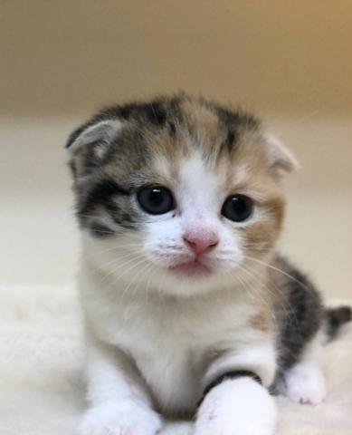 スコティッシュフォールド