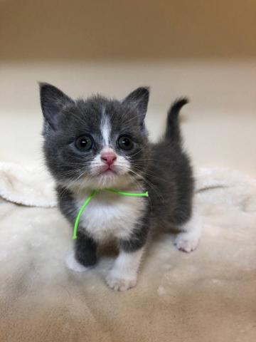 ブリティッシュショートヘア