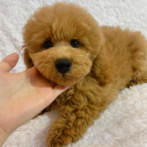 トイプードル 表示価格より5万円引き 大人気犬種 トイプードル君 子犬や子猫たちのペット販売情報が満載 ペットステーション