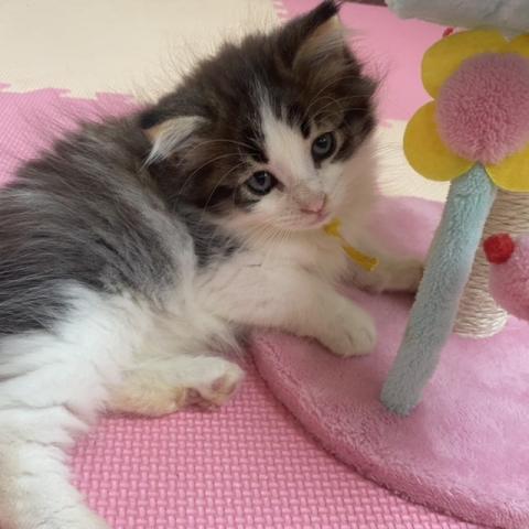 ノルウェージャンフォレストキャット