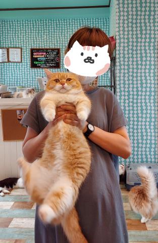 ミヌエット(旧ナポレオン)