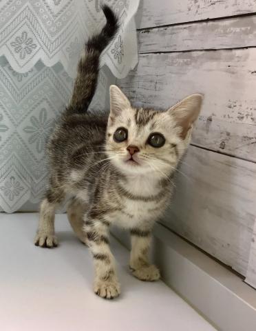 ペットショップpcp八王子みなみ野 東京都 子犬や子猫たちのペット販売情報が満載 ペットステーション ペットショップpcp八王子みなみ野 東京都 子犬や子猫たちのペット販売情報が満載 ペットステーション
