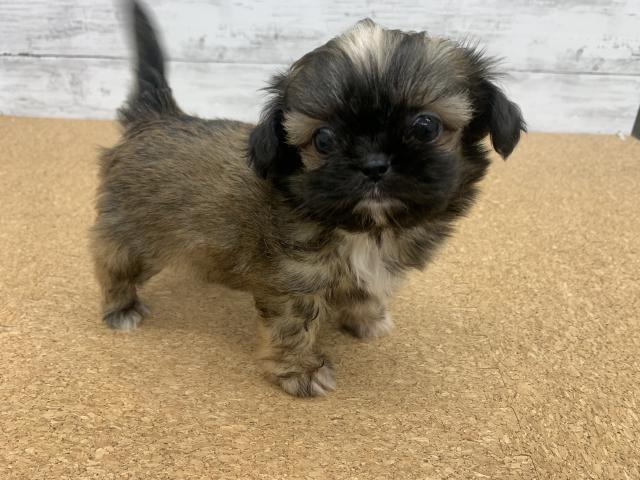 ペットアミ 野田店 千葉県 子犬や子猫たちのペット販売情報が満載 ペットステーション