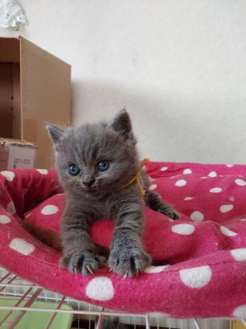 ブリティッシュショートヘア