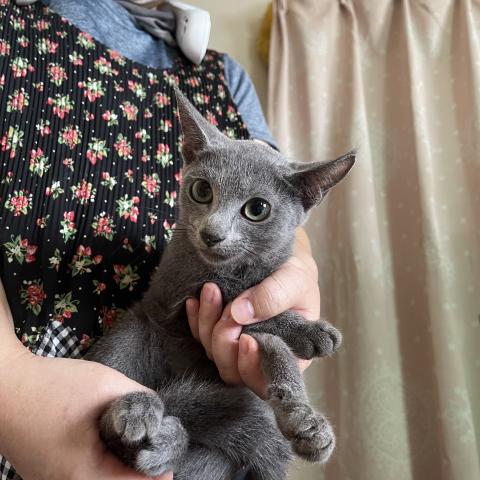 ロシアンブルー