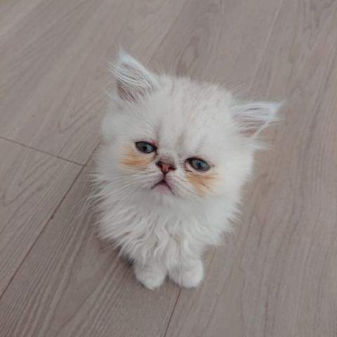 ペルシャ・ヒマラヤン