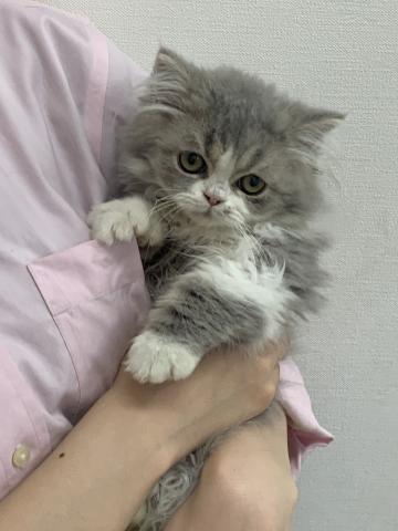 エキゾチックロングヘアー