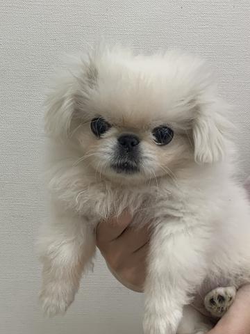 MIX