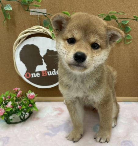 One Buddy新船橋店 千葉県 子犬や子猫たちのペット販売情報が満載 ペットステーション