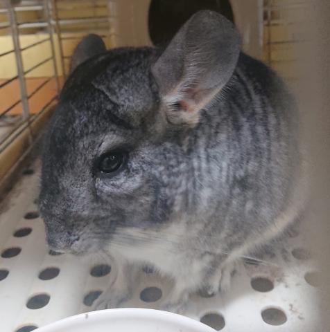 チンチラ 子犬や子猫たちのペット販売情報が満載 ペットステーション