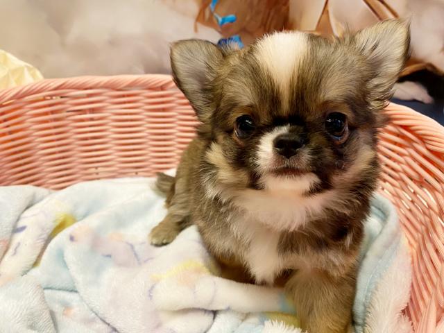 チワワ（ロングコート）